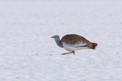 Great Bustard - Otis tarda