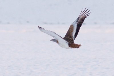 Great Bustard - Otis tarda