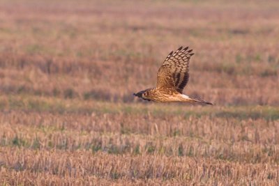 Hen Harrier - Circus cyaneus