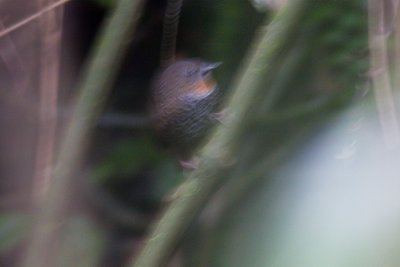 Mishmi Wren Babbler - Spelaeornis badeigularis
