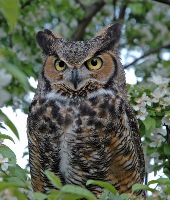 Great Horned Owl