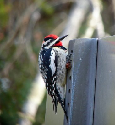 Landbirds