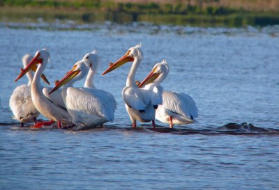 American Pelican 