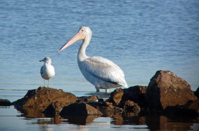 American Pelican 