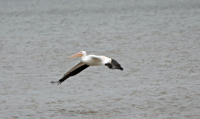 American Pelican 