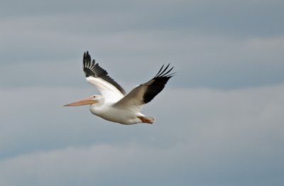 American Pelican 