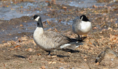 Cackling Goose 