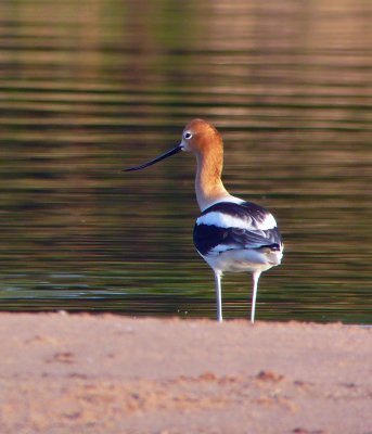 American Avocet 