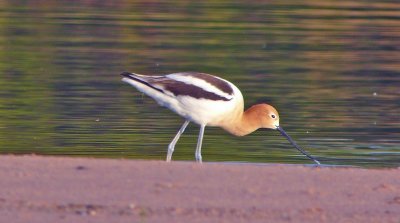 American Avocet 