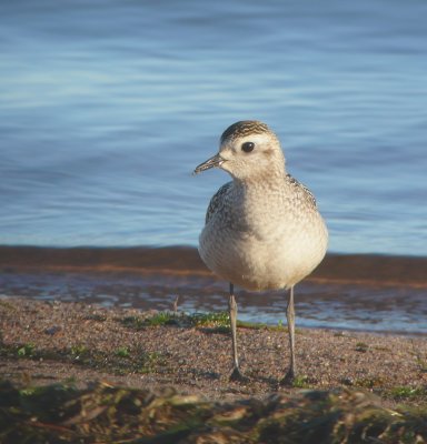 American Golden Plover 