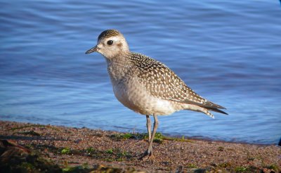 American Golden Plover 