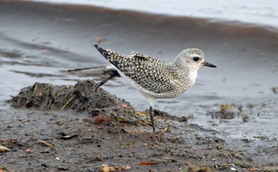 Black-bellied Plover 