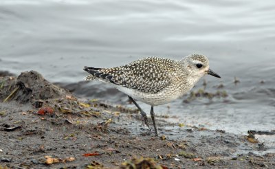 Black-bellied Plover 