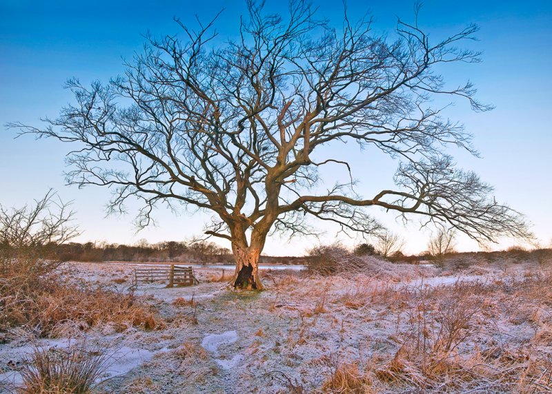 Tree-Pano-4.jpg