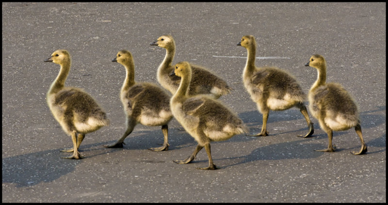 Canada-Goslings.jpg