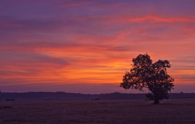 Sunset-tree-2.jpg
