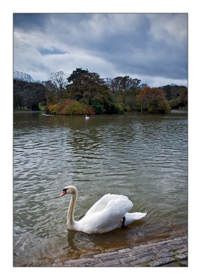 Swan-on-Lake.jpg