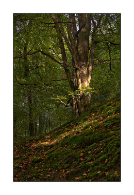 Autumn-woods.jpg