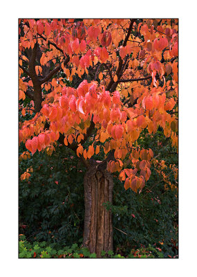 Autumn-colours.jpg