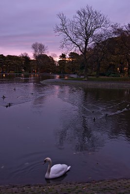 Swan-lake.jpg