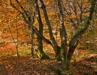 Autumn-woods.jpg
