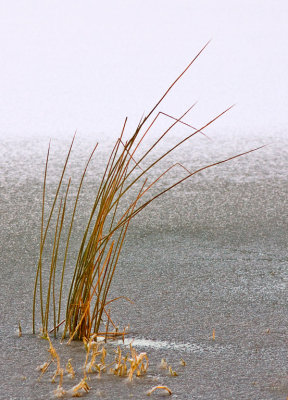 Ice-grass.jpg