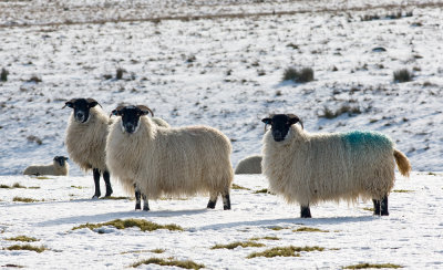 Winter-sheep-1.jpg