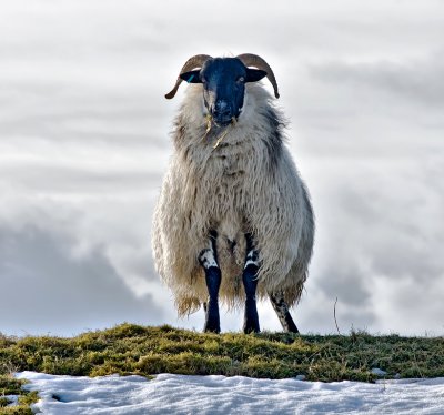 Winter-sheep-2.jpg