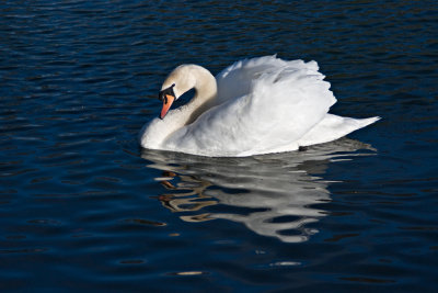 Swan-1.jpg