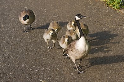 Goose-family.jpg