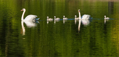 Swan-family.jpg