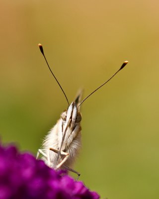 Butterfly-head-shot.jpg