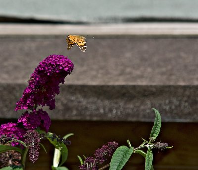 Butterfly-in-flight.jpg