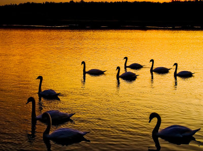 Swans-at-dusk.jpg