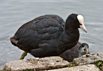 Adult-and-Juvenile-coot.jpg