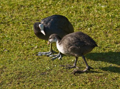 Mother-and-baby-coot.jpg