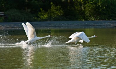 Swan-take-off.jpg