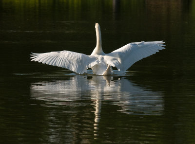 Swan-stretching.jpg