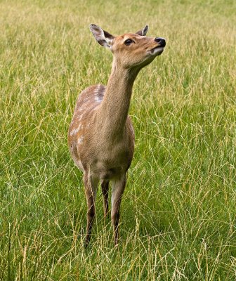 Female-Deer.jpg
