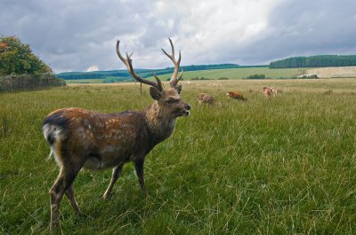 Stag-with-hinds.jpg