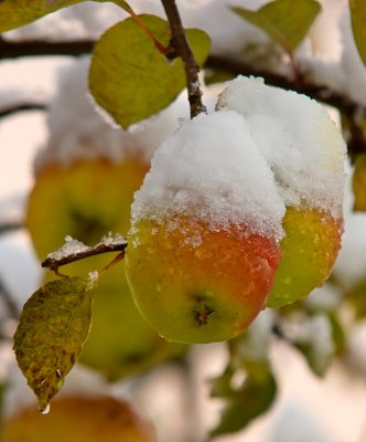 Frosted-apples.jpg