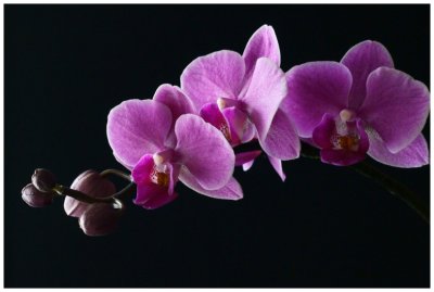 Orchid-3200-IDC.jpg