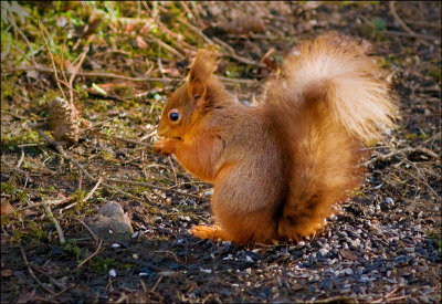 Red-squirrel.jpg