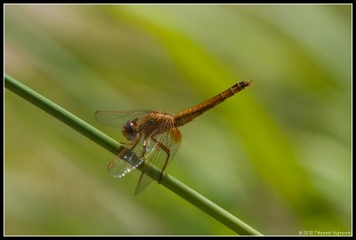 dragonflies