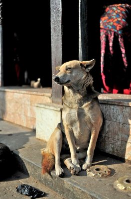 Dog in the cold Bodhnath morning.