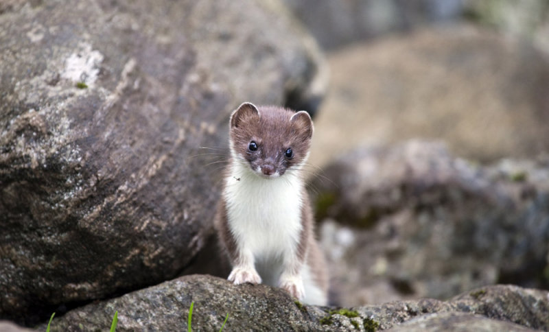 and Stoat
