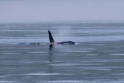 ORCA_0459a.jpg