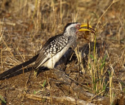 Yellow Hornbill eating a Black rock scorpion K080709.jpg