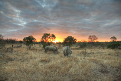 Rhino at Sunset IMG_6382+1_a.jpg