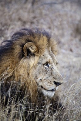 Male Lion - Sabi Sands IMG_5462as.jpg